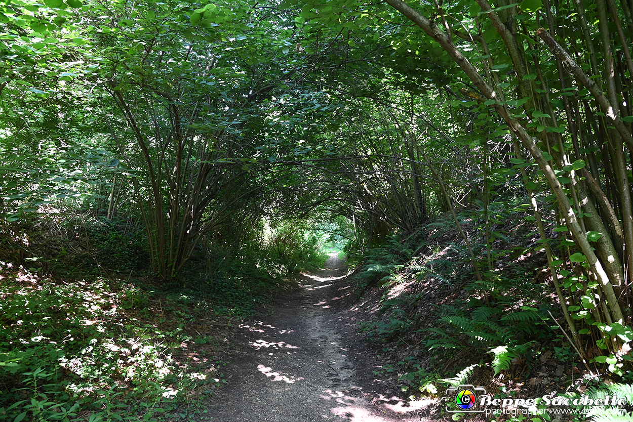 VBS_4687 - Il bosco fatato - Montaldo Roero.jpg